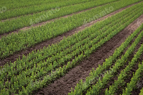Preview: Young Spruce Seedlings