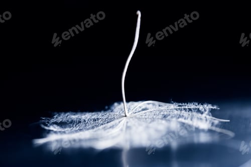 Preview: Dandelion Seeds With Details