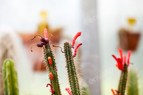 Preview: Cactuses In Balchik Botanical Garden