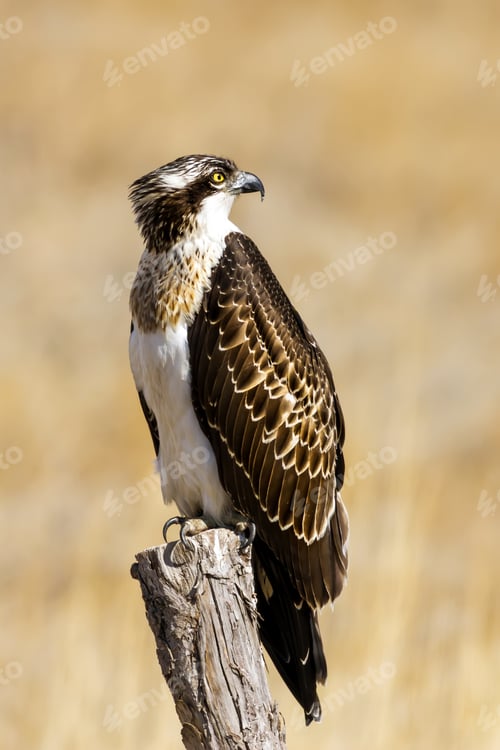 Preview: Bird Of Prey. Eagle Osprey. Yellow Nature Background. Eagle: Western Osprey. Pandion Haliaetus