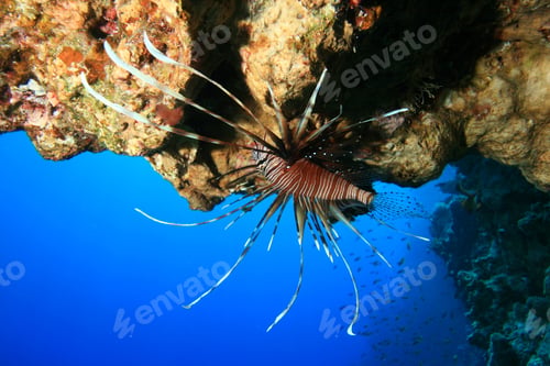 Preview: Lionfish