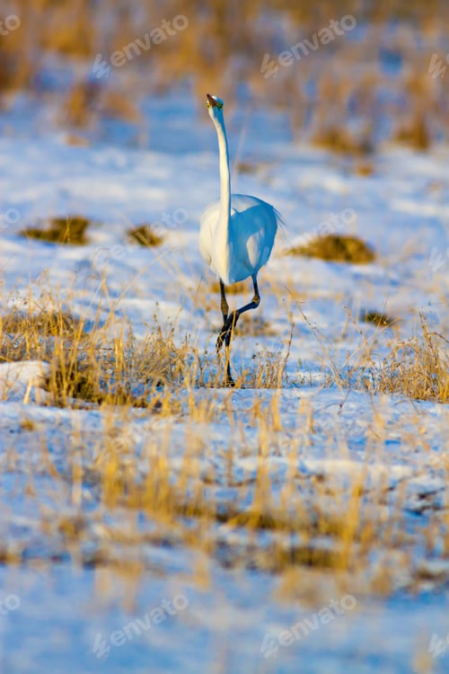 Preview: Big Heron Great Egret. White Snow And Yellow Grass Background. Great Egret / Ardea Alba