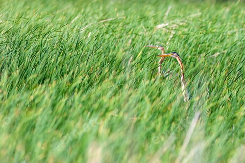 Preview: Colorful Nature And Heron. Purple Heron. Lake Nature Habitat Background. Bird: Purple Heron.