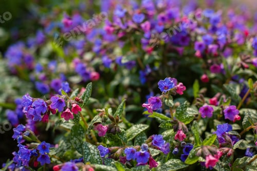 Preview: Beautiful Flowers Of Lungwort In The Garden. Purple Floral Background.Pulmonaria Officinalis