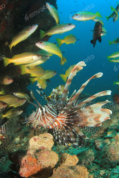 Preview: Lionfish Fish And Coral