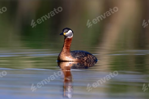 Preview: Swimming Bird. Bird: Green, Blue Nature Background. Red Necked Grebe. Podiceps Grisegena.