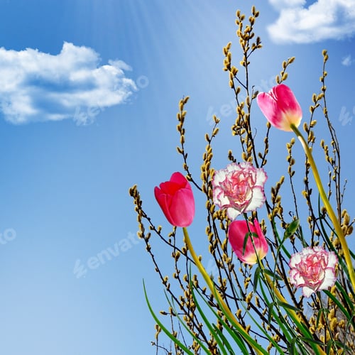 Preview: Willow, Carnations And Tulips On A Background Of Blue Sky