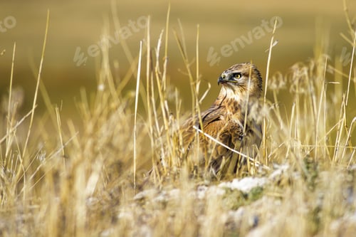 Preview: Bird Of Prey. Yellow Nature Background. Bird: Long Legged Buzzard. Buteo Rufinus.