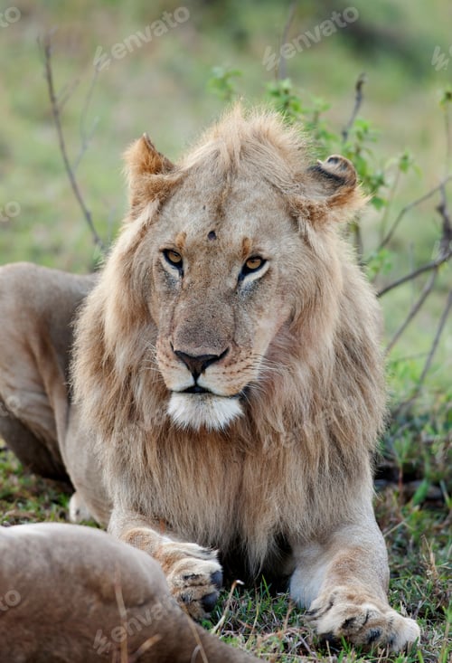 Preview: African Lion In The Maasai Mara National Park, Kenya