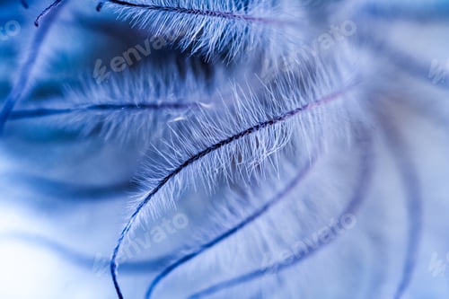 Preview: Abstract Composition With Dried Clematis Seeds And Light