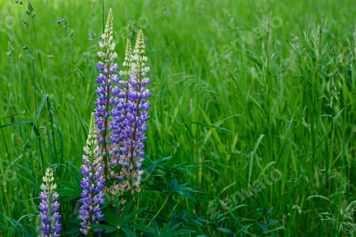 Preview: Lupinus, Lupin, Lupine Field With Pink Purple And Blue Flowers. Summer Flower Background