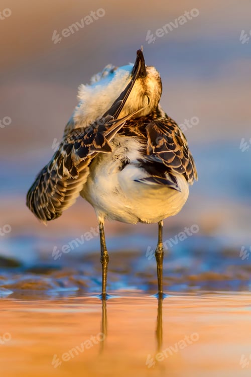 Preview: Cute Little Water Bird. Nature Background. Bird: Little Stint. Calidris Minuta.