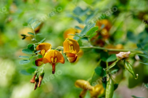 Preview: Colutea Arborescens In Garden. Bright Orange Flowers And Seeds