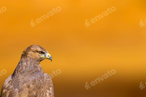 Preview: Bird Portait. Bird Of Prey. Orange Nature Background. Isolated Image.