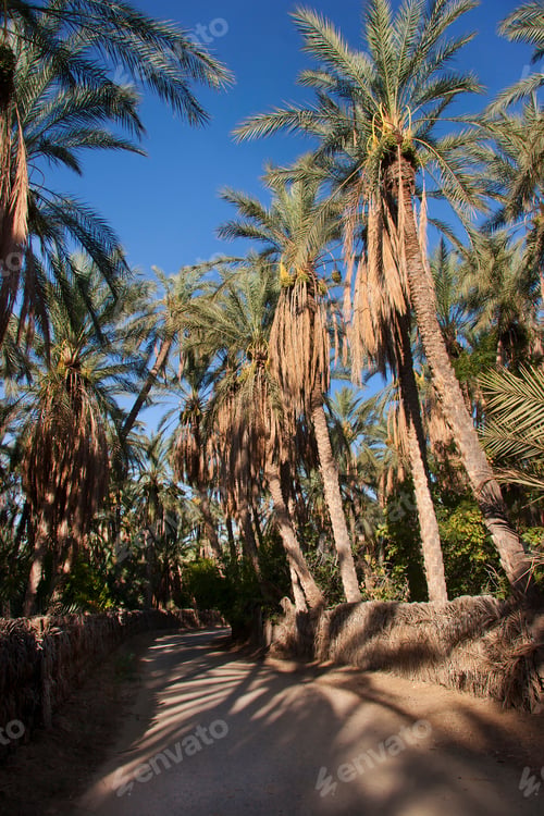 Preview: Oasis With Palm Tree Plantation And Ripping Dates Hanging In The Trees