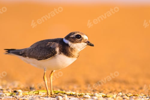 Preview: Cute Bird Waterless Land. Yellow Nature Background. Common Ringed Plover