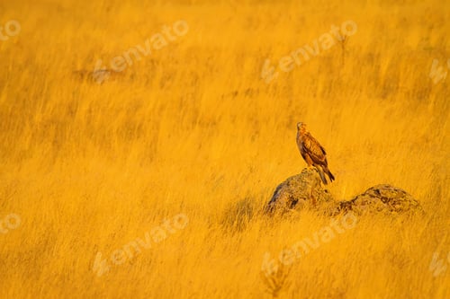Preview: Hawk And Yellow Dry Grass Background.