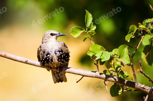 Preview: Cute Bird Starling On Branch. Green, Yellow Nature Background. Common Starling / Sturnus Vulgaris