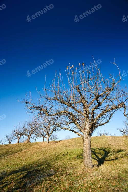 Preview: Orchard With Empty Trees In The Late November, After All The Fruits Have Been Harvested
