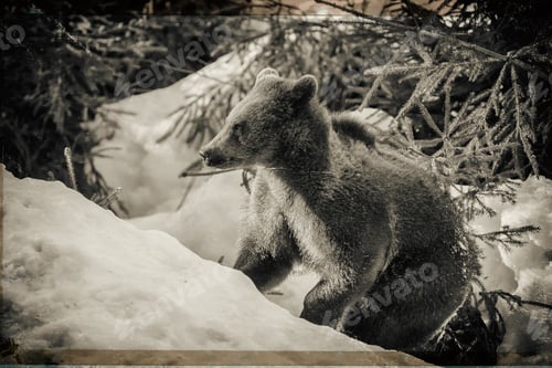 Preview: Vintage Style Image Of A Young Brown Bear (Ursus Arctos) In Lake Clark National Park, Alaska, Usa