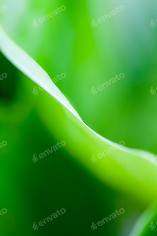 Preview: Green, Abstract Composition With Leaf Texture And Soft Focus