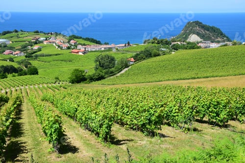 Preview: View Over Vineyards To The Basque Atlantic Coast