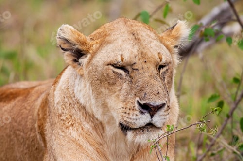 Preview: African Lioness In The Maasai Mara National Park, Kenya
