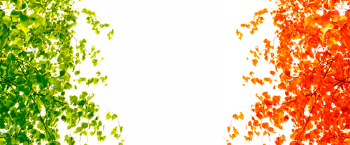 Preview: Bright Autumn Birch Leaf On A White Background.