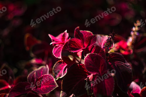 Preview: Red And Green Leaves Of The Coleus Plant, Close Up.