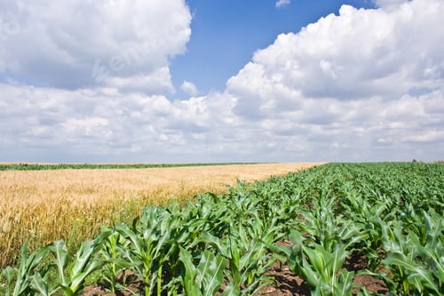 Preview: Corn And Wheat Field Under Cloudy Sky