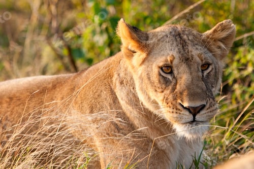 Preview: African Lioness In The Maasai Mara National Park, Kenya