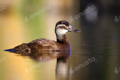 Preview: Swimming Duck. Colorful Nature Background. Bird: White Headed Duck Oxyura Leucocephala.