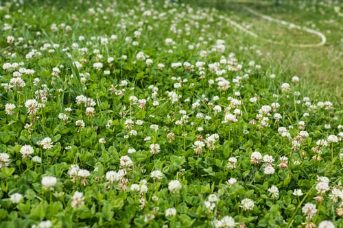 Preview: Beautiful Background With Blooming White Clover Plants On The Lawn. Bright Green Lawn