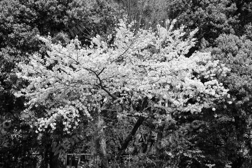 Preview: Tokyo, Japan - Cherry Blossom (Sakura) At Famous Ueno Park.