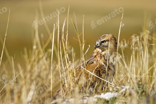 Preview: Bird Of Prey. Buzzard. Yellow Dry Reeds Background. Bird: Long Legged Buzzard. Buteo Rufinus.