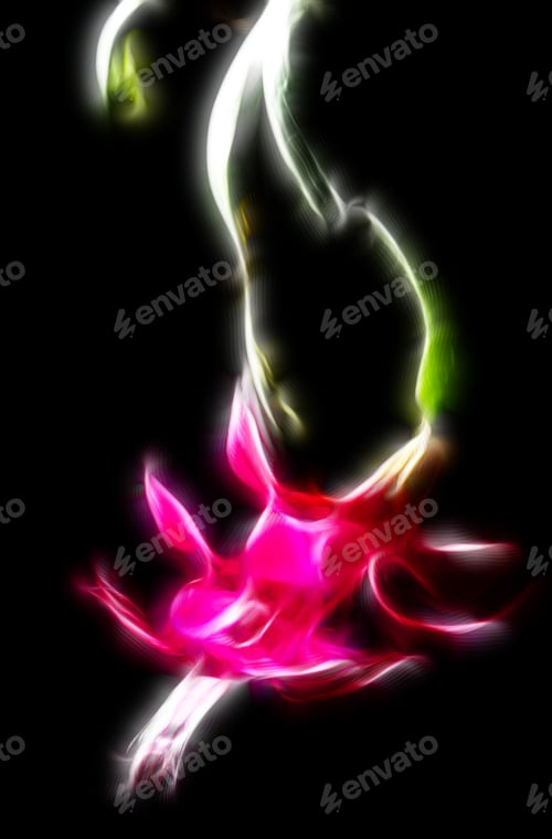 Preview: Blossoming Christmas Cactus (Schlumbergera) On Black Background