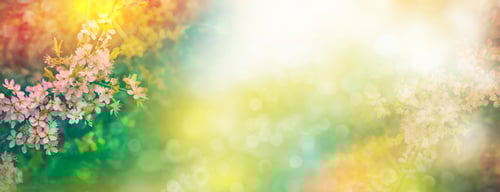 Preview: Blossoming Branch Cherry. Bright Colorful Spring Flowers. Beautiful Nature Scene