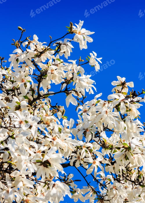 Preview: White Magnolia Flowers Branch On A Blue Sky Background