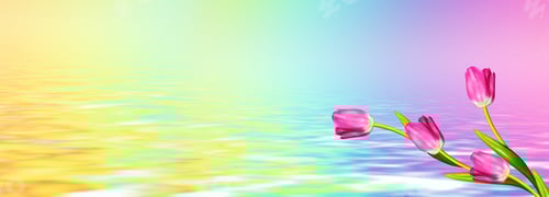 Preview: Bright And Colorful Flowers Tulips On The Background Of Spring Landscape.