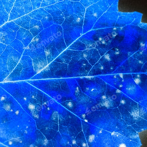 Preview: Texture With Rotten Leaves With Fibers