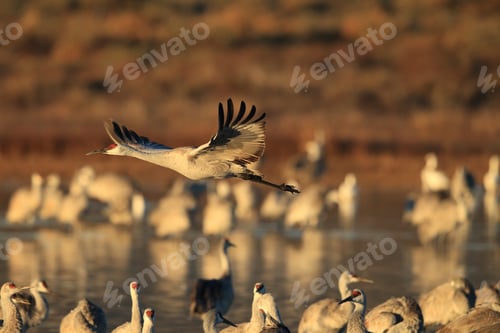 Preview: Sandhill Crane Bosque Del Apache Wildlife Reserve New Mexico Usa