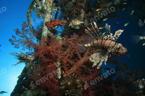 Preview: Lionfish On A Shipwreck