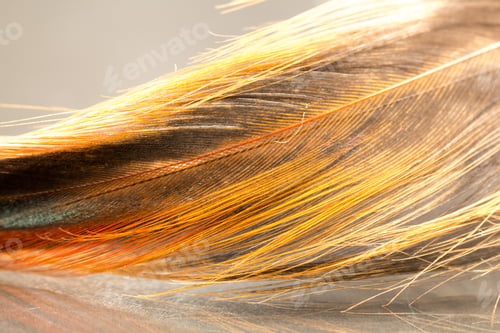 Preview: Colorful Rooster Feather With Details And Reflexions