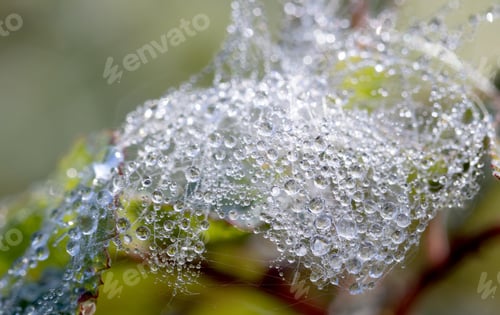 Preview: Dew On A Spiderweb Out Of Focus, Wild Plants, Autumn