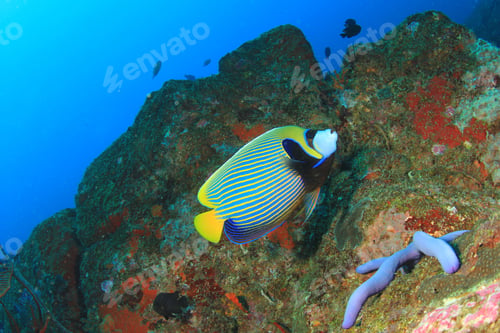Preview: Emperor Angelfish