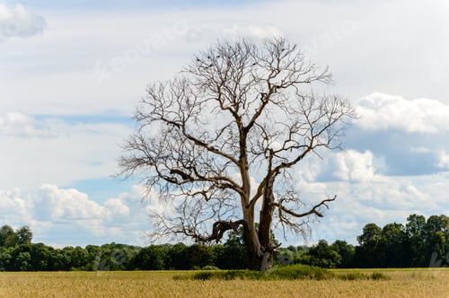 Preview: Lonely Tree In The Field. Natural Environmental Detail View In Latvia