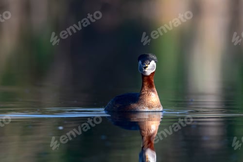 Preview: Swimming Bird. Nature Background. Bird: Red Necked Grebe. Podiceps Grisegena.
