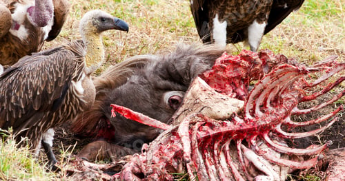 Preview: Vultures Feed On Wildebeest Carcass