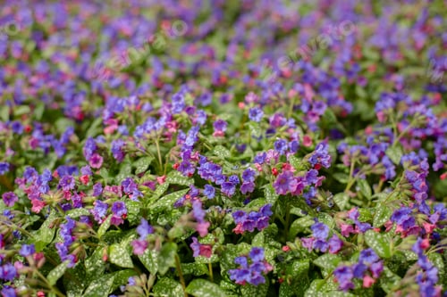 Preview: Beautiful Flowers Of Lungwort In The Garden. Purple Floral Background.Pulmonaria Officinalis