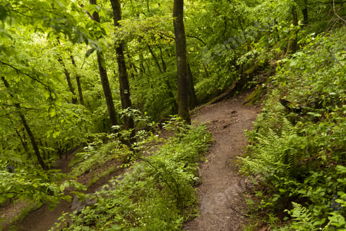 Preview: On The Hiking Trail Eifelsteig In The Eifel, Germany